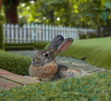 Backyard Hill Landscaping Ideas