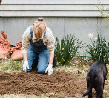 Backyard Ideas Landscape
