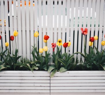 Backyard Landscape Design Software
