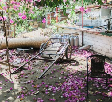 Backyard Landscaping Design Ideas on a Budget