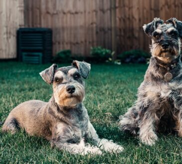 Backyard for Dog Landscaping Ideas