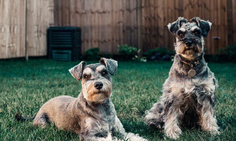 Backyard for Dog Landscaping Ideas