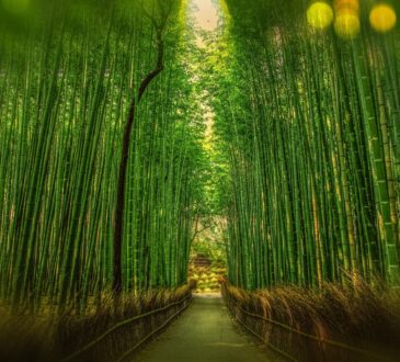 Bamboo Landscape Design