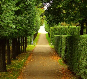 Boxwood Landscaping Ideas