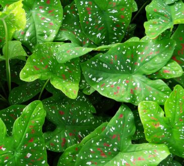 Caladium Landscaping Ideas