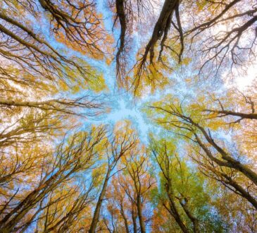 Canopy Landscape Design