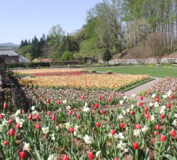 Chicago Landscaping Ideas