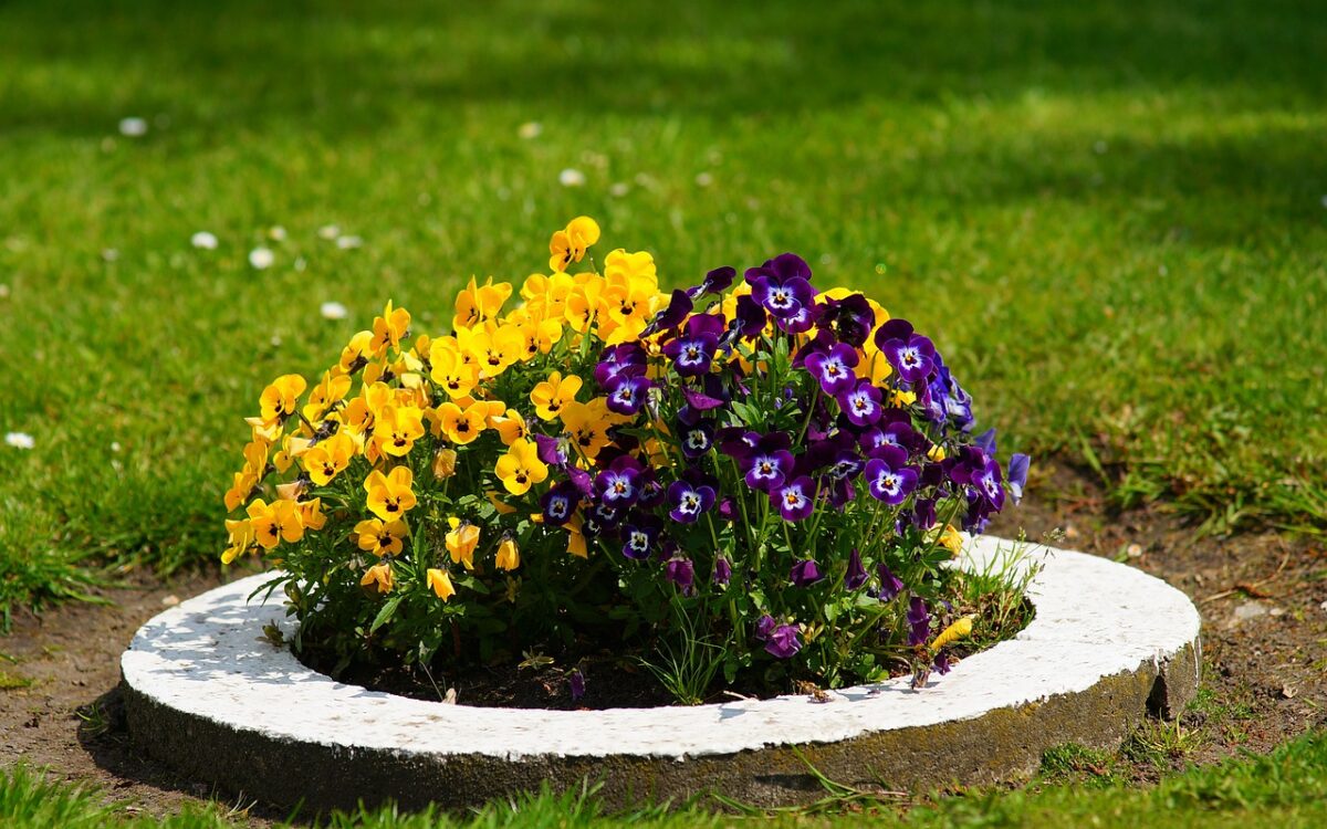 Container Landscaping Ideas