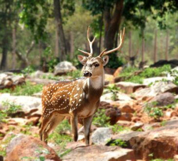 Deer Resistant Landscape Design