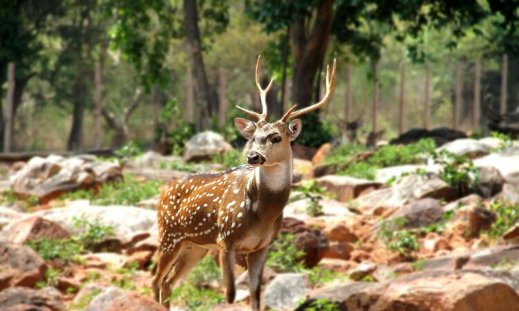 Deer Resistant Landscape Design