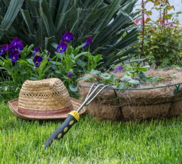 Desert Landscaping Backyard Ideas