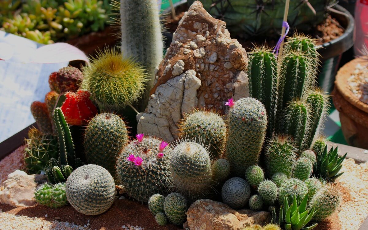Desert Landscaping IDEAS Pictures