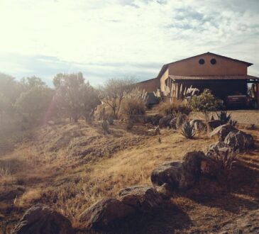 Desert Landscaping Ideas
