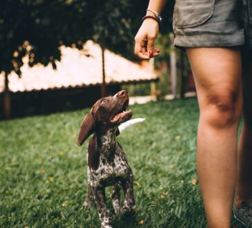 Dog Friendly Backyard Landscaping Ideas