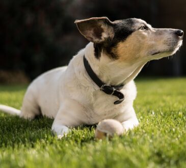 Dog Friendly Landscaping IDEAS