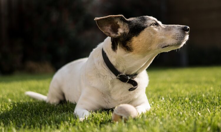 Dog Friendly Landscaping IDEAS