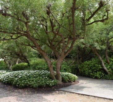 Driveway Landscaping Ideas Photos