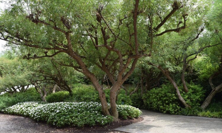Driveway Landscaping Ideas Photos