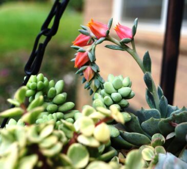 Drought Tolerant Landscape Design
