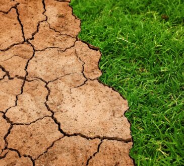 Drought Tolerant Landscaping Ideas