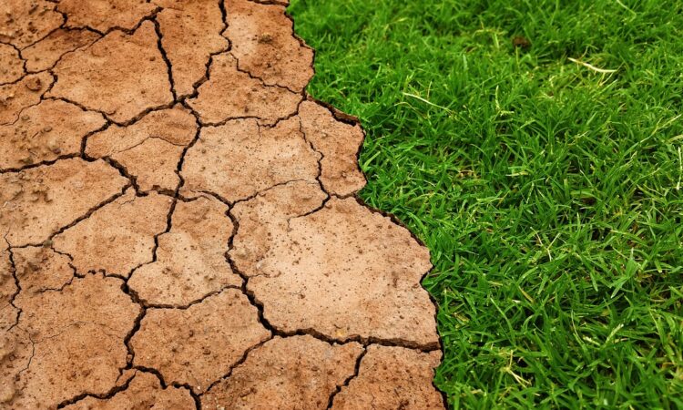 Drought Tolerant Landscaping Ideas