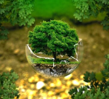 Earth Design Landscape