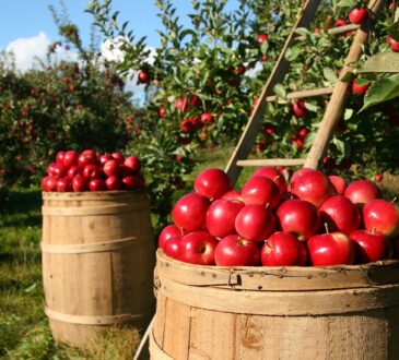 Edible Landscaping Ideas