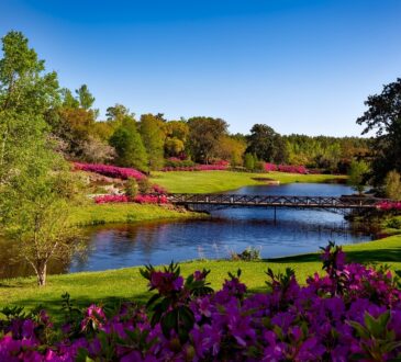 Elements of Landscape Design
