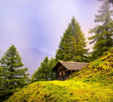 Evergreen Landscape Design