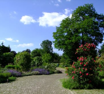 Florida Low Maintenance Landscaping Ideas