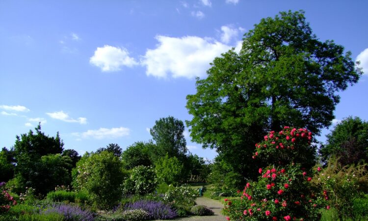 Florida Low Maintenance Landscaping Ideas