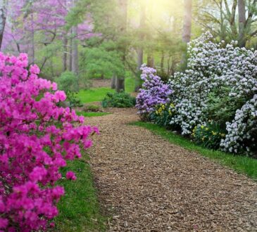 Front Walkway Landscaping IDEAS