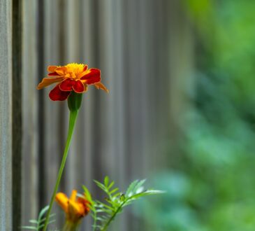Garden Landscape IDEAS for Small Garden