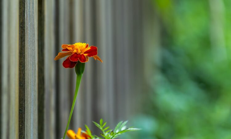 Garden Landscape IDEAS for Small Garden