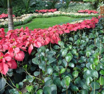 Garden Landscape Ideas