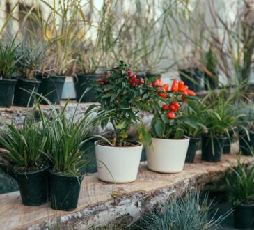 Home Backyard Landscaping IDEAS