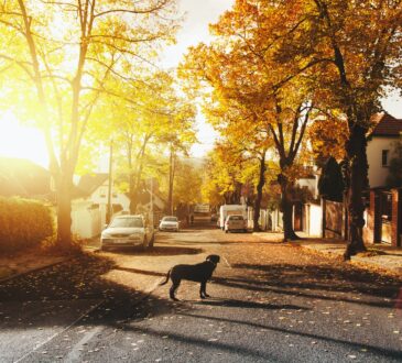 How to do your Own Landscape Design