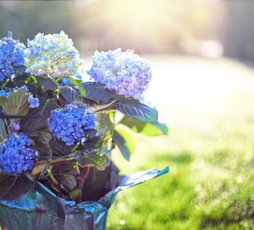 Hydrangea Landscape Design