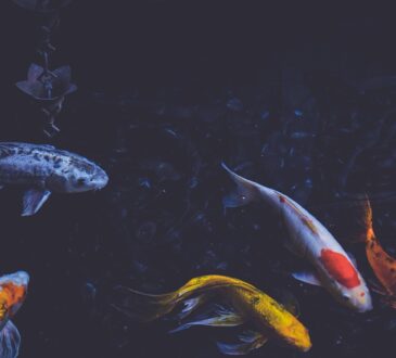 Koi Pond Landscaping Ideas
