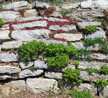 Landscape Design IDEAS Pictures