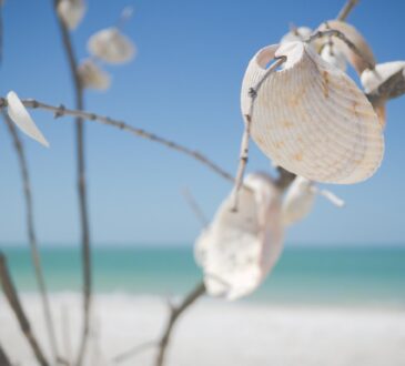 Landscape Design Naples Florida