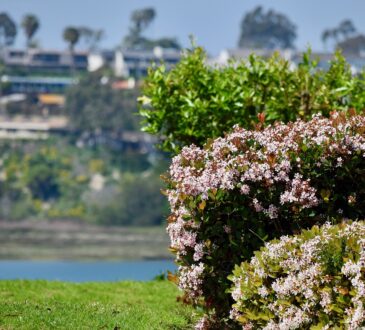 Landscape Design Orange County ca