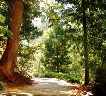 Landscape Design Oregon
