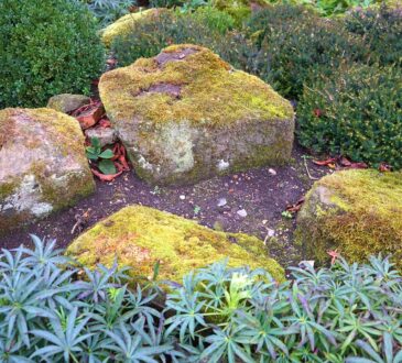 Landscape Design Shrubs