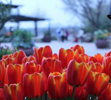 Landscape Design Spring Texas
