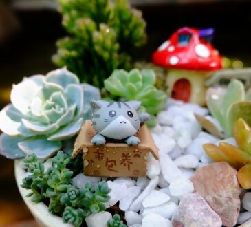 Landscaping IDEAS Using Gravel
