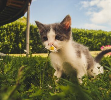 Landscaping IDEAS for Backyard on a Budget