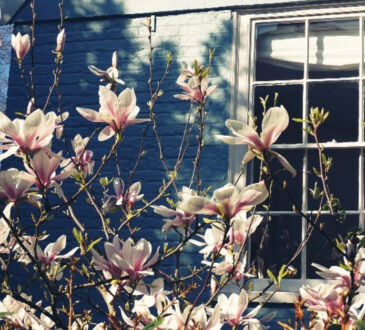 Landscaping IDEAS for Courtyards
