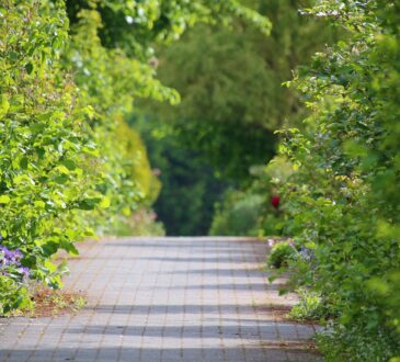 Landscaping IDEAS for Entrance Driveway