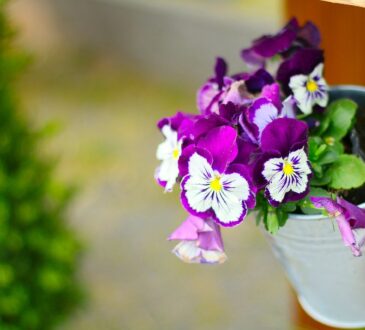 Landscaping IDEAS for North Texas